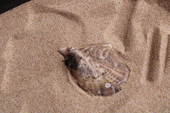 Pteria hirundo