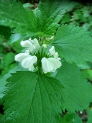 Lamium album