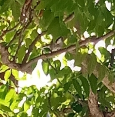 Curruca melanocephala