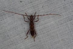 Coptocercus rubripes