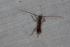 Coptocercus rubripes