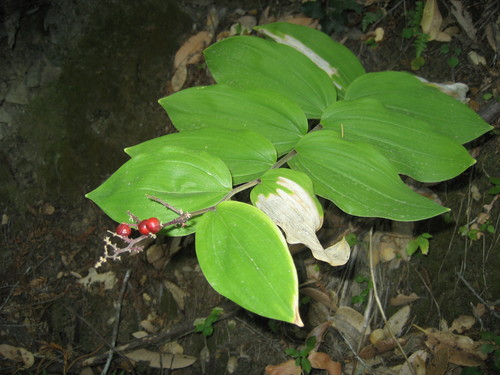 iNaturalist observation photo of Solomon's plume
