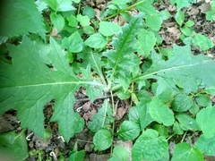 Cirsium vulgare