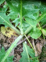 Cirsium vulgare