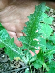 Cirsium vulgare