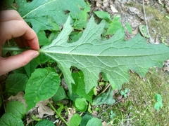 Cirsium vulgare