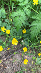 Ranunculus repens