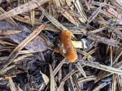 Cortinarius phalarus