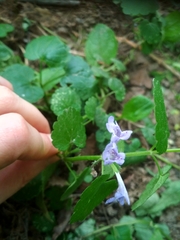 Glechoma hederacea