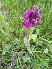 Dactylorhiza majalis