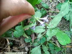 Glechoma hederacea