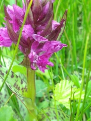 Dactylorhiza majalis