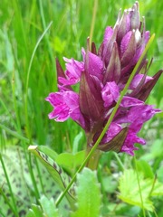 Dactylorhiza majalis
