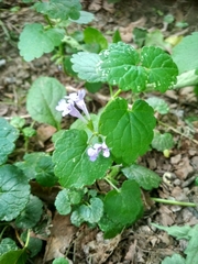 Glechoma hederacea