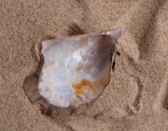 Pteria hirundo