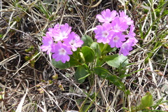 Primula apennina