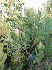 Protea × hybrida