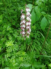 Orchis purpurea