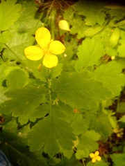 Chelidonium majus