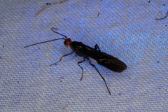 Callibracon capitator