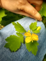 Chelidonium majus