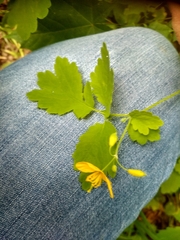 Chelidonium majus