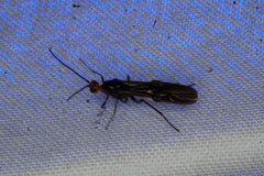 Callibracon capitator