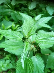 Urtica dioica