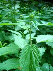 Urtica dioica