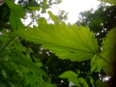 Urtica dioica