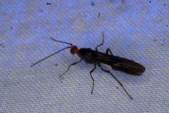 Callibracon capitator