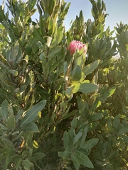 Protea × hybrida
