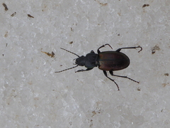 Pterostichus bicolor