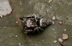 Paraphilaeus daemeli