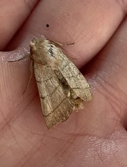 Charanyca trigrammica