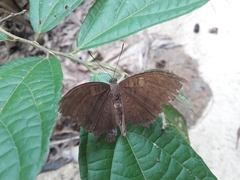 Tanaecia julii