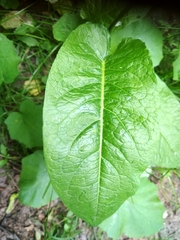 Rumex obtusifolius