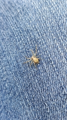 Philodromus cespitum