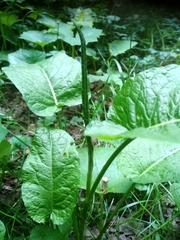 Rumex obtusifolius