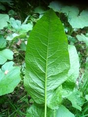 Rumex obtusifolius