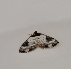 Melanthia procellata