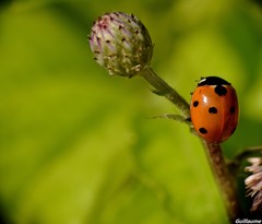 Coccinella septempunctata
