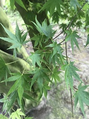Acer
