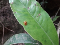 Aspidimorpha furcata