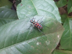 Cosmodela barmanica