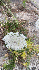 Daucus carota
