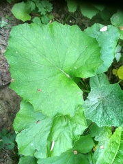Tussilago farfara
