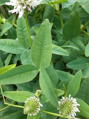 Trifolium montanum