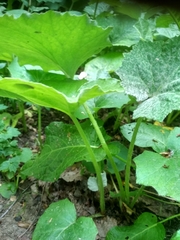 Tussilago farfara