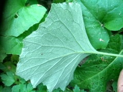 Tussilago farfara